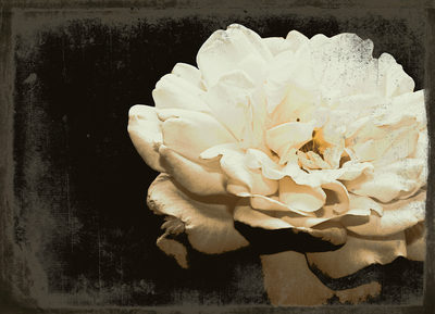 Image Not Available